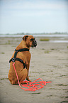 sitting German Boxer