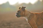 German Boxer Portrait