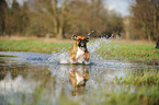 running German Boxer