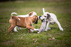 German Boxer Puppies