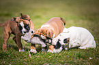 German Boxer Puppies