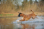 running German Boxer