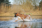 running German Boxer