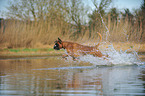 running German Boxer