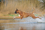 jumping German Boxer