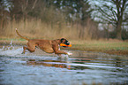 playing German Boxer