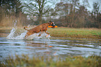 playing German Boxer