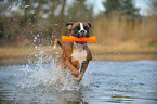 playing German Boxer