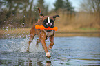 playing German Boxer