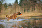 playing German Boxer