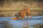 playing German Boxer