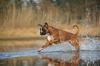 running German Boxer