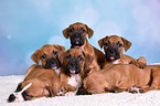 German Boxer Puppies