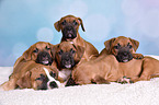 German Boxer Puppies