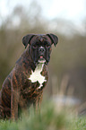 sitting German Boxer