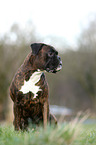 sitting German Boxer