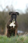 sitting German Boxer