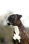 German Boxer Portrait