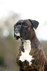 German Boxer Portrait