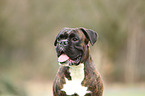 German Boxer Portrait