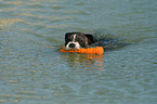 playing German Boxer