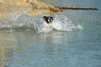 splashing German Boxer