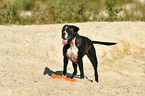 German Boxer