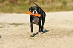 playing German Boxer