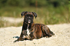 lying German Boxer