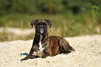 lying German Boxer