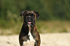 German Boxer Portrait