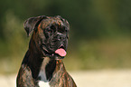 German Boxer Portrait