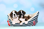 German Boxer Puppies