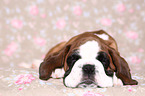 German Boxer Puppy