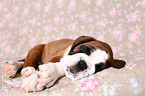 German Boxer Puppy