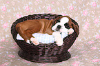 German Boxer Puppy
