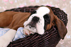 German Boxer Puppy