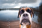 German Boxer Portrait