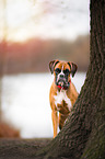 German Boxer