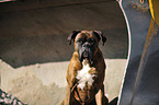 German Boxer Portrait