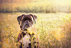 German Boxer Portrait