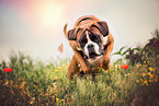 running German Boxer