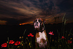 German Boxer Portrait