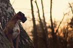 sitting German Boxer