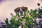 German Boxer Portrait