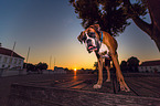 German Boxer