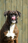 German Boxer Portrait