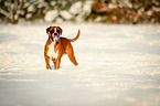 standing German Boxer