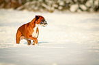 German Boxer in the snow
