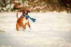 Boxer retrieves toys